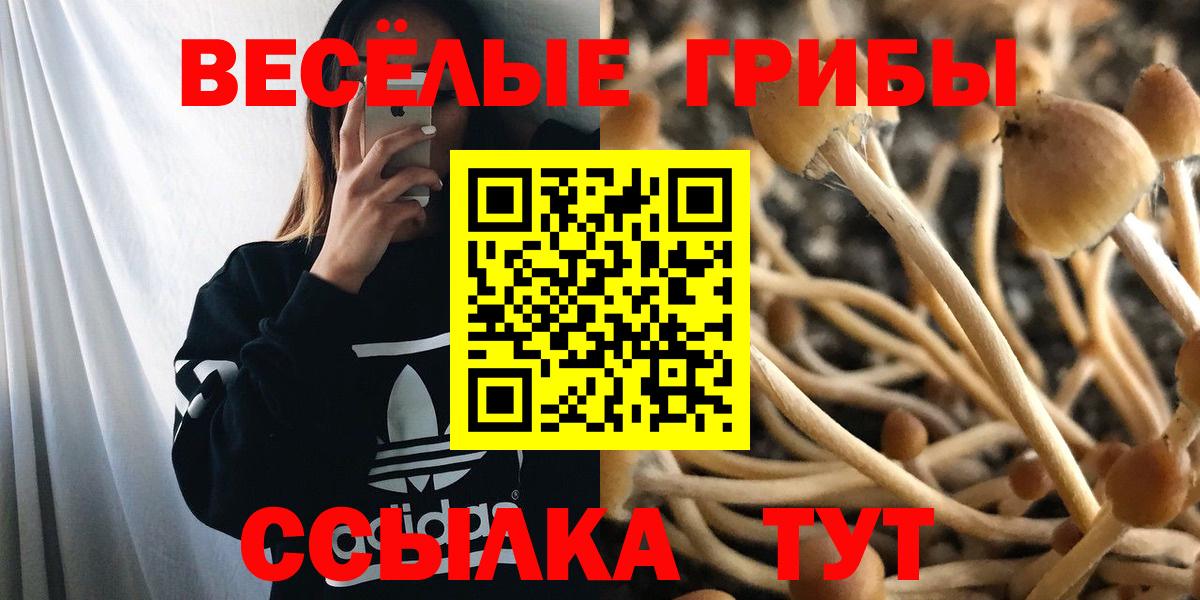 Томск  Псилоцибиновые грибы Psilocybe  Вход с VPN 